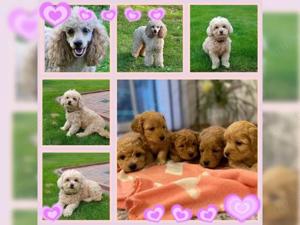 Maltipoo Welpen suchen liebevolles Zuhause