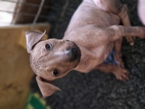 Xoloitzcuintle