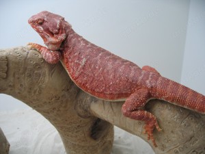  Bartagame Männchen Bock - Red Monster Leatherback het Hypo - extrem rot - handzahm Bild 10