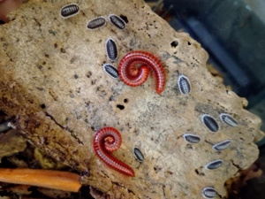 Asseln, porcellio flavomarginatus 