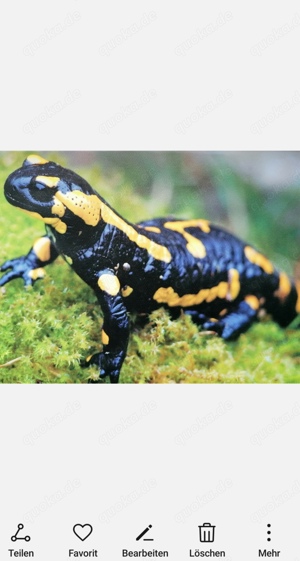 Feuersalamander 