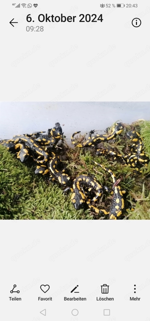 Feuersalamander  Bild 4