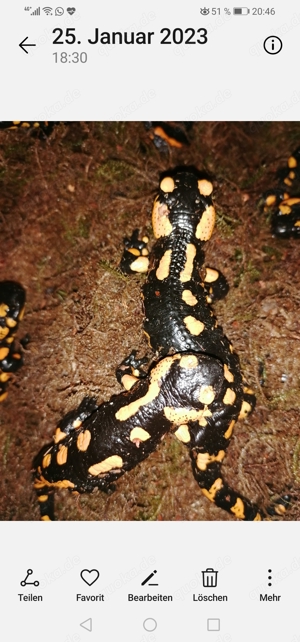 Feuersalamander  Bild 3