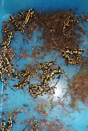 Feuersalamander  Bild 2