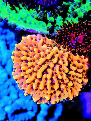 Montipora Crazy - T