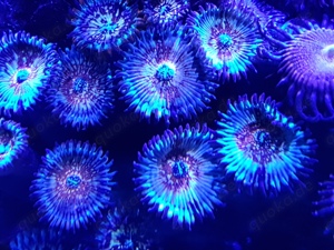 Zoanthus (Zoa) Seduction Bild 2