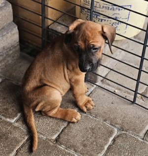 Welpen Rhodesian Ridgeback