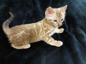 Bengal Kitten weiblich - männlich .