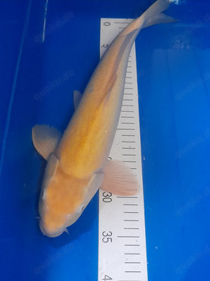 Karashigoi 43 cm nur 225,- Diesen und viele weitere Koi finden Sie bei koiplus.de 