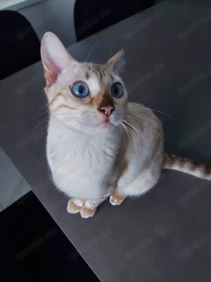 Snow bengal dame 