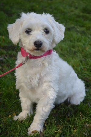 LILI-GINA, Malteser Mix (kastriert) SGB 595,00   