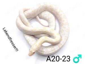 Kornnattern Buttermint NZ 23 