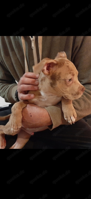 American Pocket Bully Merle Welpen 