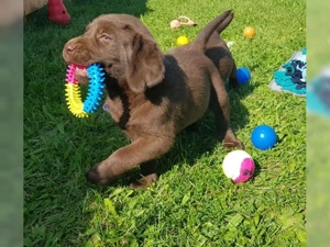 Labrador Retriever Welpen!!