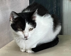 Perle sucht tolles Zuhause mit Freigang