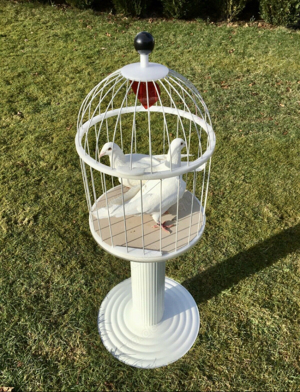 Hochzeitstauben. Weiße Tauben in Gummersbach