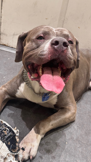 American Bully XXL Blueline !!!DECKRÜDE!!!
