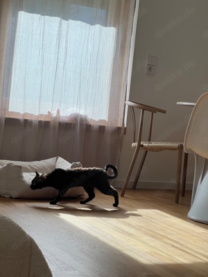 Devon Rex Deckkater  Bild 9