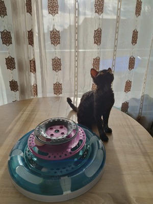 Devon Rex Deckkater  Bild 7