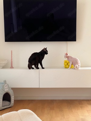 Devon Rex Deckkater  Bild 6