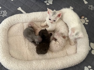 Devon Rex Deckkater  Bild 10