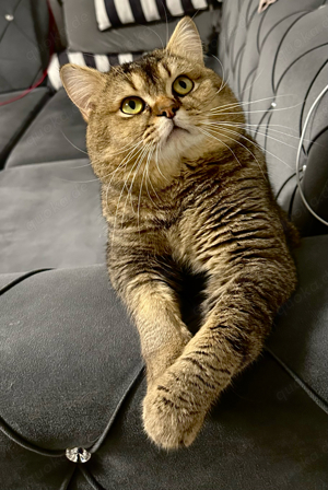 Deckkater Bkh Golden Black