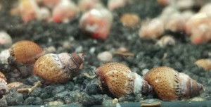 Genoppte Turmdeckelschnecken (Taberia granifera) DNZ 3 Stück = 1EUR Bild 2