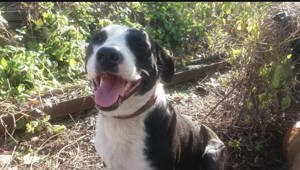 Kira   treue Begleiterin sucht neues Zuhause