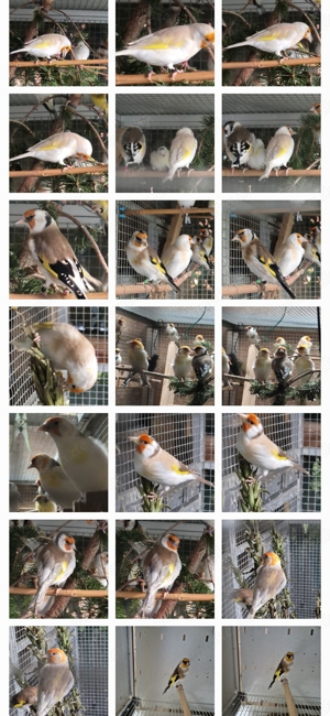 Stieglitz  Major- Mutation