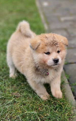 Akita Inu Welpen reinrassig rot Minden