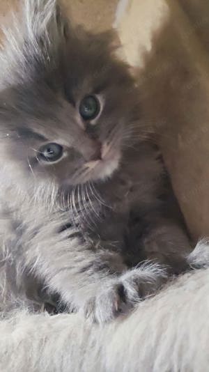 Süsses Maine Coon Kitten