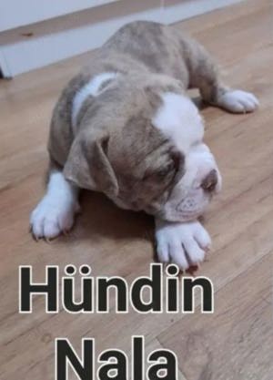 Old Englische Bulldogge 