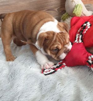 Old Englische Bulldogge 