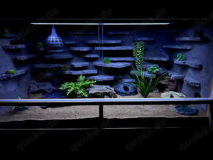 Terrarium mit 4 Leopardgeckos weibchen