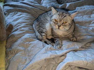 Nur in gute Hände Abzugeben: wunderschöner, wohlerzogener reinrassiger Britisch-Kurzhaar-Kater 