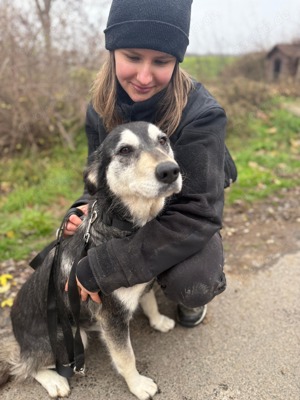 Dömi, auf PS in Ungarn, Hund oder Katze   sie versteht sich mit jedem gut