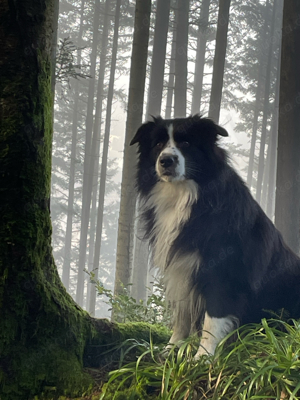 Deckrüde Border Collie