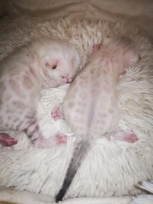 Bengal Kitten mit Stammbaum Eltern 10 Tests Katze Kater 