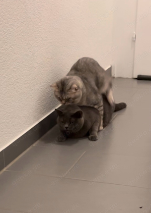 BKH Deckkater Bild 10