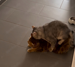 BKH Deckkater Bild 9