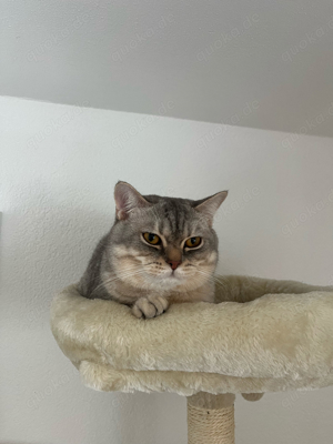 BKH Deckkater