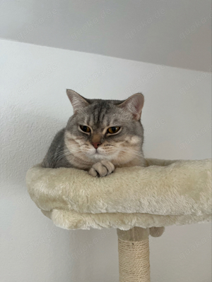 BKH Deckkater Bild 7