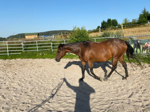 Reitbeteiligung (Reiter shops sucht Pferd)