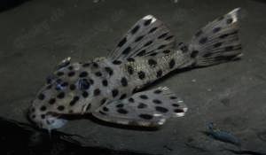 L 264 - Leporacanthicus joselimai - L-Wels - Aquarium