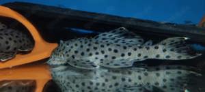 L 264 - Leporacanthicus joselimai - L-Wels - Aquarium Zierfisch Bild 2
