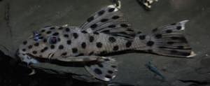 L 264 - Leporacanthicus joselimai - L-Wels - Aquarium Zierfisch Bild 3