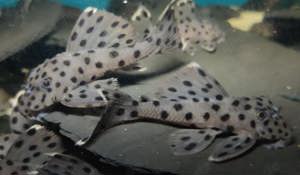 L 264 - Leporacanthicus joselimai - L-Wels - Aquarium Zierfisch Bild 4