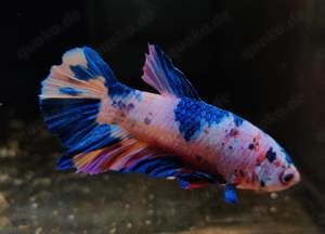 Kampffische - Betta splendens - Betta Multicolor - Aquarium