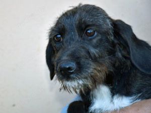 Axa sucht ihr Zuhause (noch auf Sardinien)