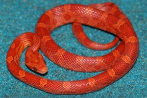 Kornnattern NZ 25 abzugeben !!!!!!!!!!